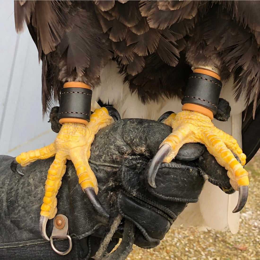 Customer Feedback of our Falconry Anklets from Paige Davis