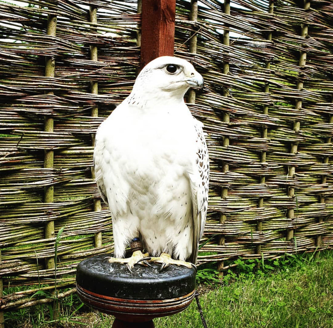 Beautiful Gyr Falcon