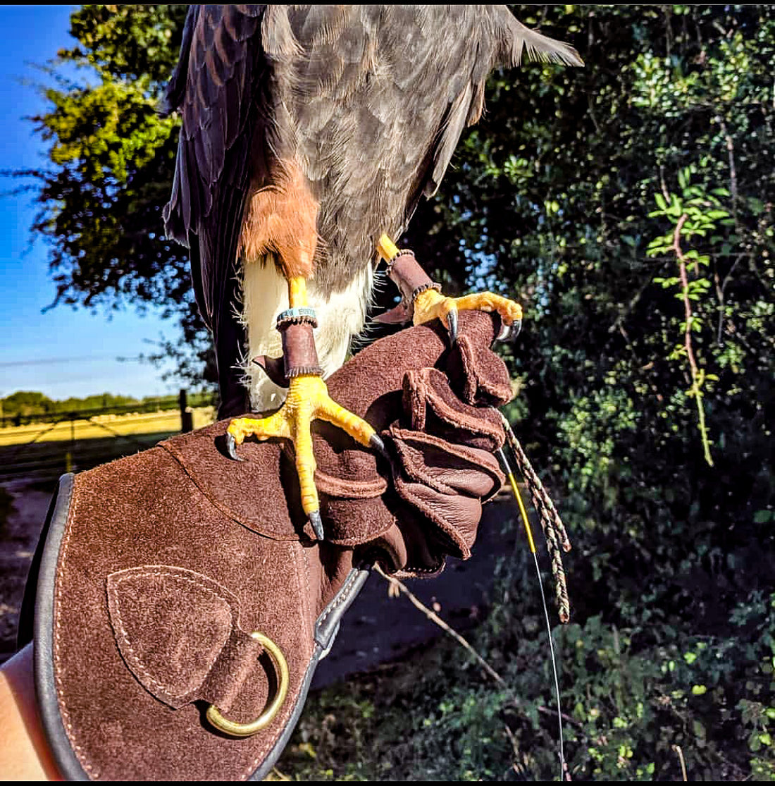 Bespoke Falconry Gloves