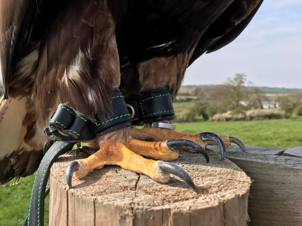 Talons, Anklets & Jesses
