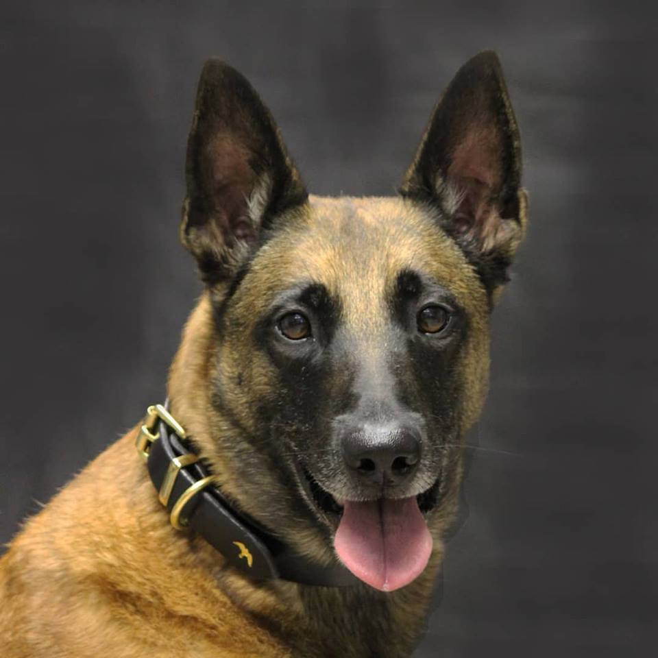 Collar Fitting for a beautiful Belgian Malinois